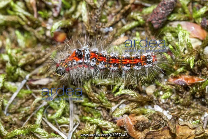 : 80180520 Yellow Tail / Goldtail / Swan Moth - caterpillar : 80180520 Yellow Tail / Goldtail / Swan Moth - caterpillar