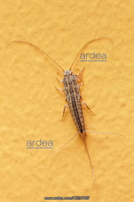 : 80180524 Four-Lined Silverfish - on a house wall : 80180524 Four-Lined Silverfish - on a house wall