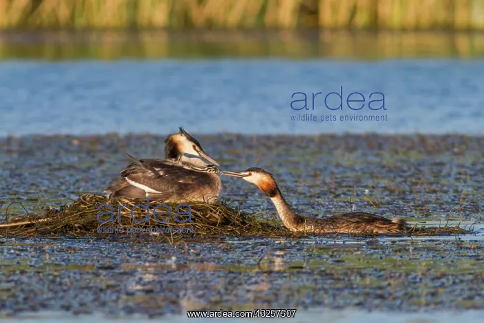: 80180531 Great Crested Grebe - adults feeding a : 80180531 Great Crested Grebe - adults feeding a