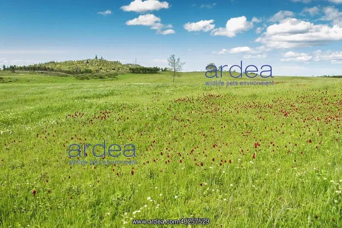 : 80180534 Crimson Clover - flowers on field Penama : 80180534 Crimson Clover - flowers on field Penama