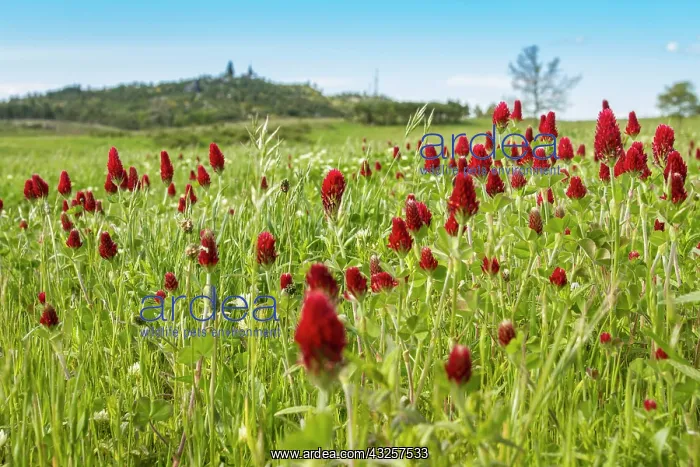 : 80180535 Crimson Clover - flowers on field Penama : 80180535 Crimson Clover - flowers on field Penama