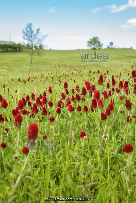 : 80180536 Crimson Clover - flowers on field Penama : 80180536 Crimson Clover - flowers on field Penama