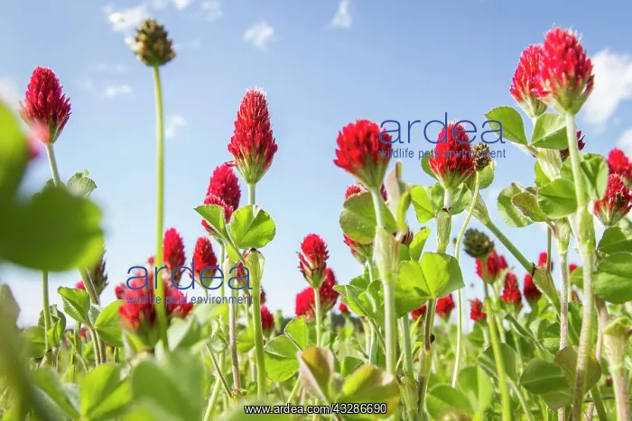 : 80180537 Crimson Clover - flowers on field Penama : 80180537 Crimson Clover - flowers on field Penama