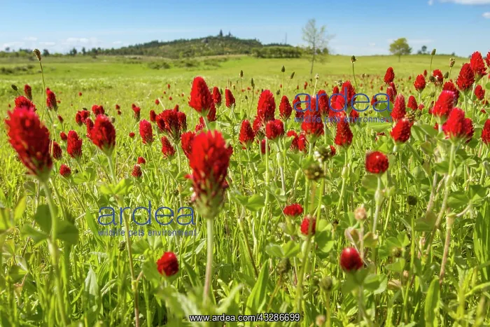 : 80180538 Crimson Clover - flowers on field Penama : 80180538 Crimson Clover - flowers on field Penama