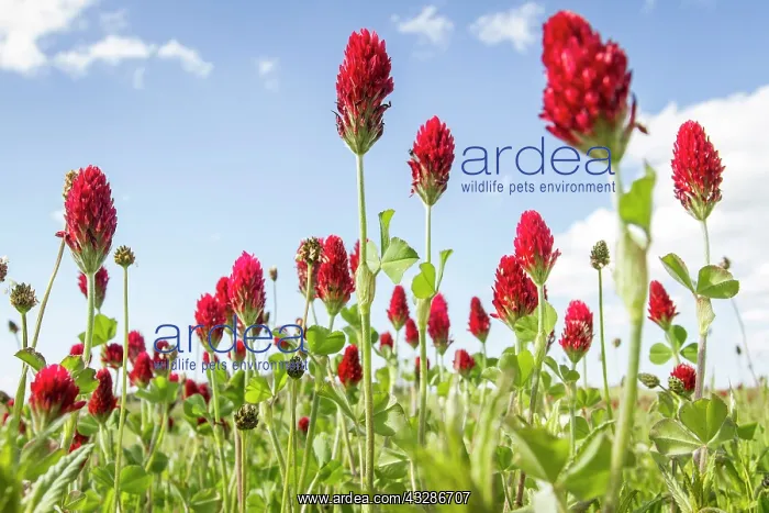 : 80180539 Crimson Clover - flowers on field Penama : 80180539 Crimson Clover - flowers on field Penama