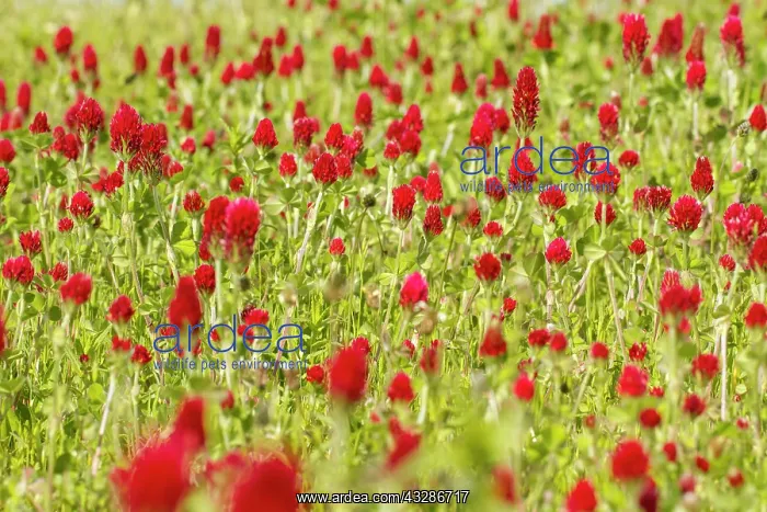 : 80180540 Crimson Clover - flowers on field Penama : 80180540 Crimson Clover - flowers on field Penama