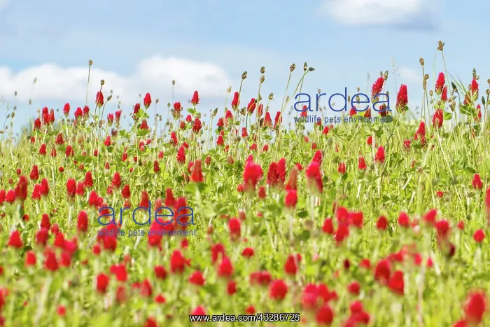 : 80180541 Crimson Clover - flowers on field Penama : 80180541 Crimson Clover - flowers on field Penama
