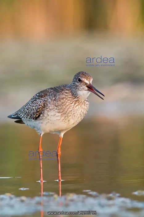 : 80180542 Common Redshank - walking on marsh Antela : 80180542 Common Redshank - walking on marsh Antela