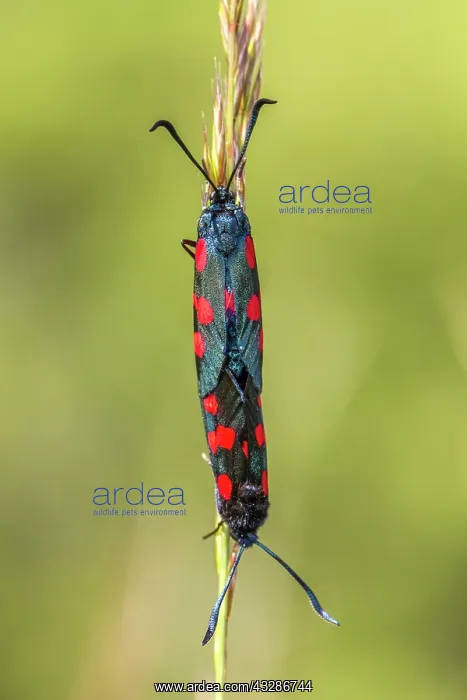 : 80180543 Five-Spot Burnet Moth - mating on grass : 80180543 Five-Spot Burnet Moth - mating on grass