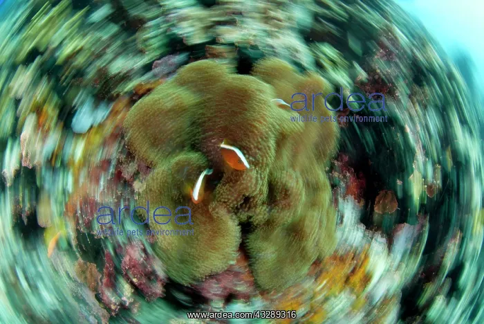 : 80180547 Orange Anemonefish - artistic view of pair : 80180547 Orange Anemonefish - artistic view of pair