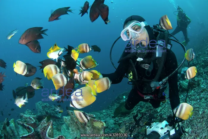 : 80180549 Blacklip Butterflyfish - school being fed : 80180549 Blacklip Butterflyfish - school being fed