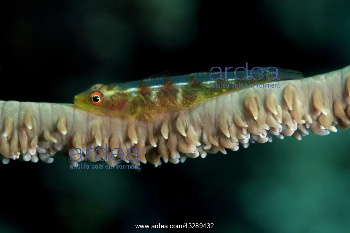 : 80180559 Wire Coral Goby Bualo (Manado Tua) dive : 80180559 Wire Coral Goby Bualo (Manado Tua) dive