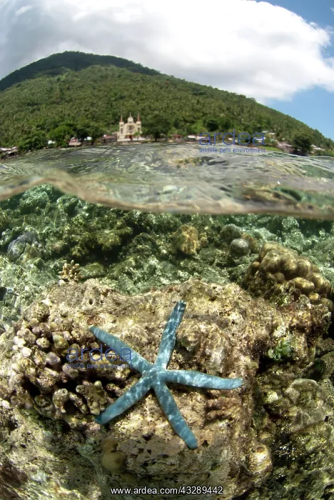 : 80180560 Starfish - with corals and Manado Tua volcano : 80180560 Starfish - with corals and Manado Tua volcano