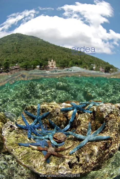 : 80180562 Starfish - with corals and Manado Tua volcano : 80180562 Starfish - with corals and Manado Tua volcano