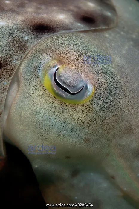 : 80180563 Broadclub Cuttlefish - detail with eye : 80180563 Broadclub Cuttlefish - detail with eye
