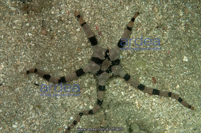 : 80180565 Banded Brittle Star - on sand during night : 80180565 Banded Brittle Star - on sand during night