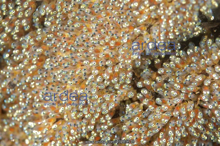 : 80180570 Anemonefish eggs Bethlehem dive site : 80180570 Anemonefish eggs Bethlehem dive site