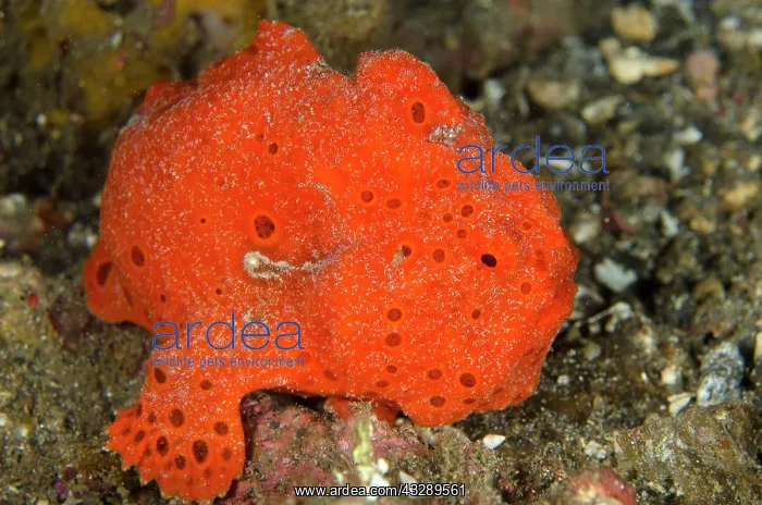 : 80180576 Painted Frogfish - on black sand on night : 80180576 Painted Frogfish - on black sand on night