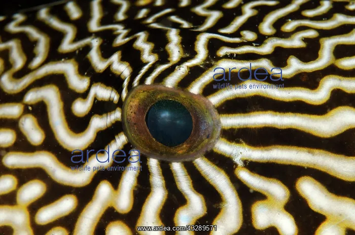 : 80180577 Map Puffer - eye - with ornate markings : 80180577 Map Puffer - eye - with ornate markings