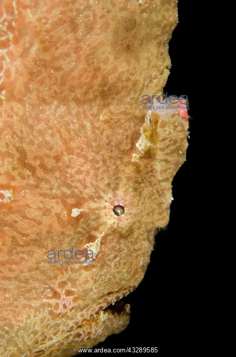  : 80180579 Giant Frogfish - on night dive Bianca dive
