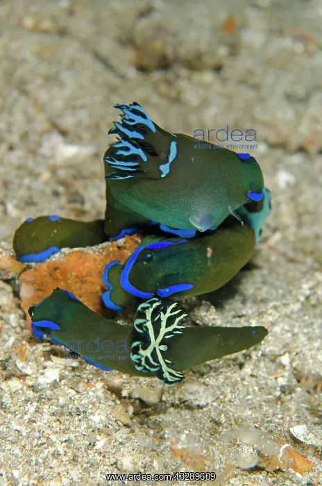 : 80180582 Gloomy Tambja Nudibranches - Trio on night : 80180582 Gloomy Tambja Nudibranches - Trio on night