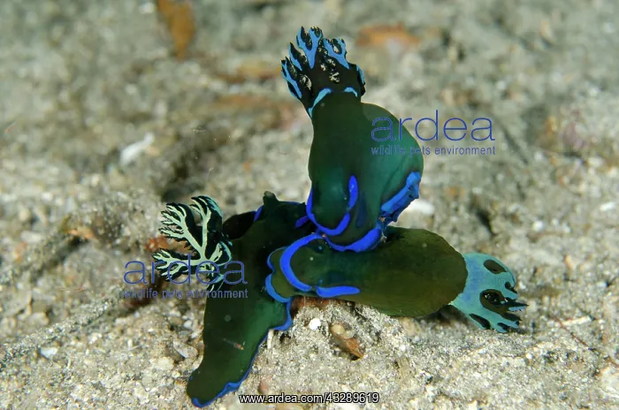 : 80180583 Gloomy Tambja Nudibranches - Trio on night : 80180583 Gloomy Tambja Nudibranches - Trio on night