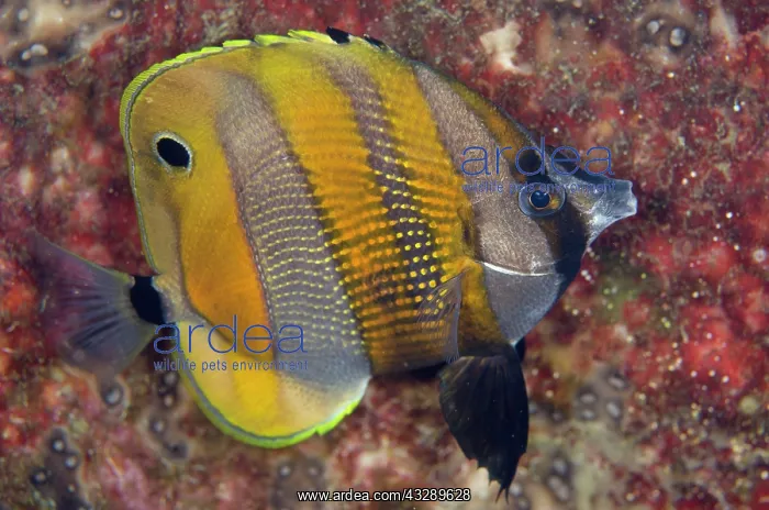 : 80180584 Orange-banded Coralfish - in night colors : 80180584 Orange-banded Coralfish - in night colors