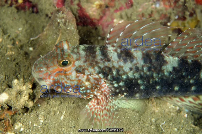 : 80180585 Beautiful Goby - on night dive Bianca dive : 80180585 Beautiful Goby - on night dive Bianca dive