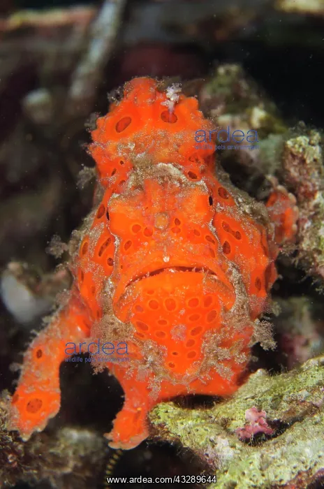 : 80180586 Painted Frogfish - on night dive Bianca : 80180586 Painted Frogfish - on night dive Bianca
