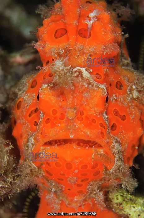 : 80180587 Painted Frogfish - on night dive Bianca : 80180587 Painted Frogfish - on night dive Bianca