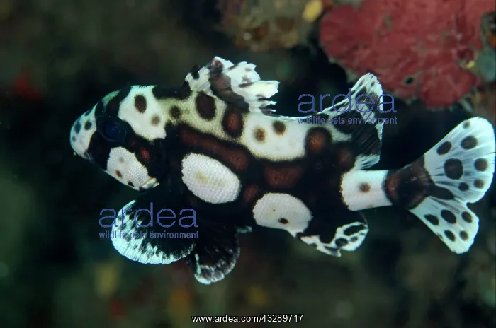 : 80180593 Many-spotted Sweetlips - Juvenile Makawide : 80180593 Many-spotted Sweetlips - Juvenile Makawide
