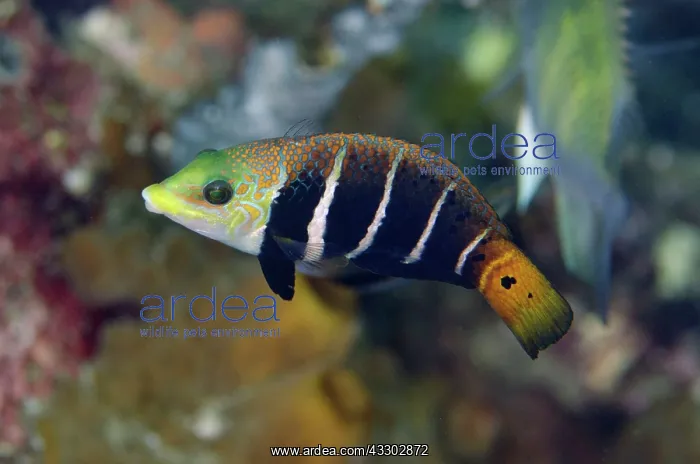  : 80180596 Barred Thicklip Wrasse Makawide Wall dive