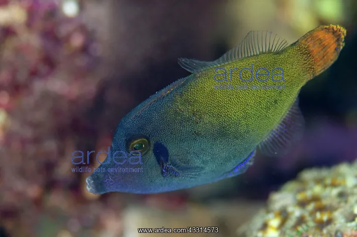 : 80180597 Orangetail Filefish Makawide Wall dive : 80180597 Orangetail Filefish Makawide Wall dive