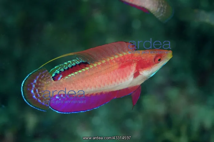 : 80180602 Tono's Wrasse - nupital display Tanjung : 80180602 Tono's Wrasse - nupital display Tanjung