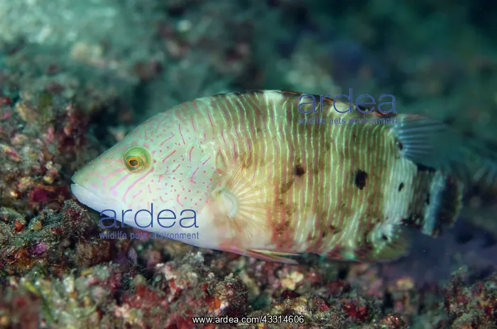 : 80180604 Tripletail Wrasse Tanjung Kubur dive site : 80180604 Tripletail Wrasse Tanjung Kubur dive site