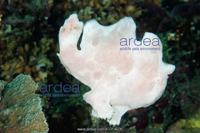 : 80180605 Painted Frogfish - jumping off coral ledge : 80180605 Painted Frogfish - jumping off coral ledge