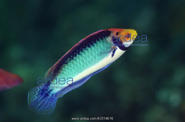 : 80180607 Chinstrap Fairy-wrasse : 80180607 Chinstrap Fairy-wrasse
