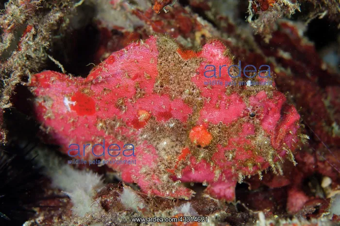 : 80180608 Spotfin Frogfish - on night dive Retak : 80180608 Spotfin Frogfish - on night dive Retak
