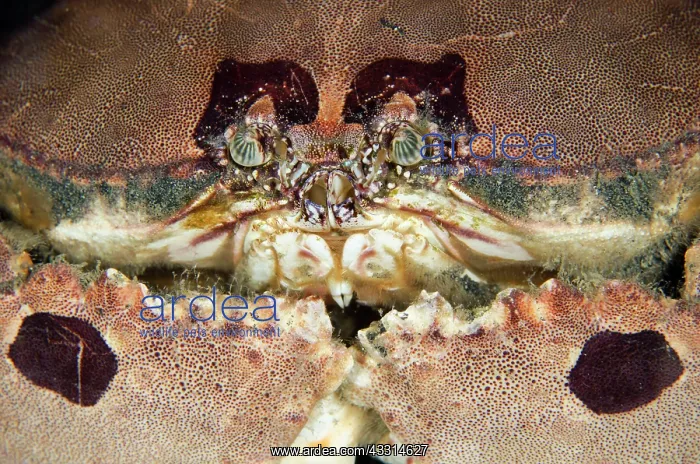 : 80180609 Box Crab - on black sand on night dive : 80180609 Box Crab - on black sand on night dive