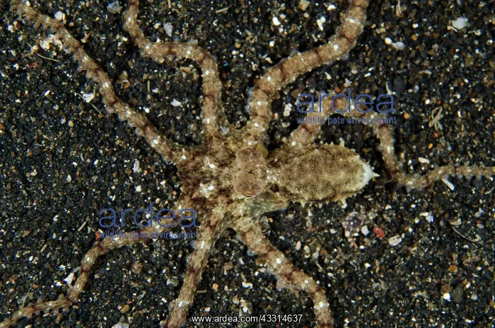 : 80180611 White V Octopus - on black sand on night : 80180611 White V Octopus - on black sand on night