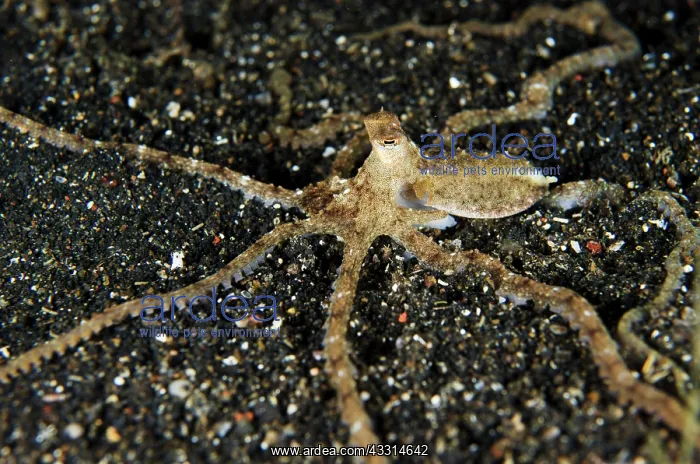 : 80180612 White V Octopus - on black sand on night : 80180612 White V Octopus - on black sand on night