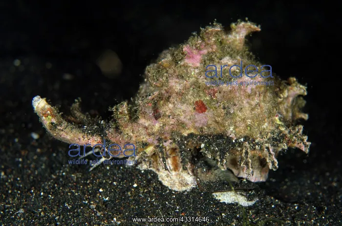 : 80180613 Ramose Murex Snail - on black sand on night : 80180613 Ramose Murex Snail - on black sand on night