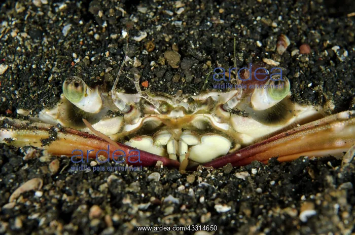 : 80180614 Swimming Crab - buried in black sand on : 80180614 Swimming Crab - buried in black sand on