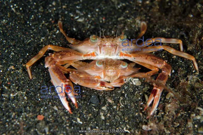 : 80180615 Swimming Crabs - Mating on black sand on : 80180615 Swimming Crabs - Mating on black sand on