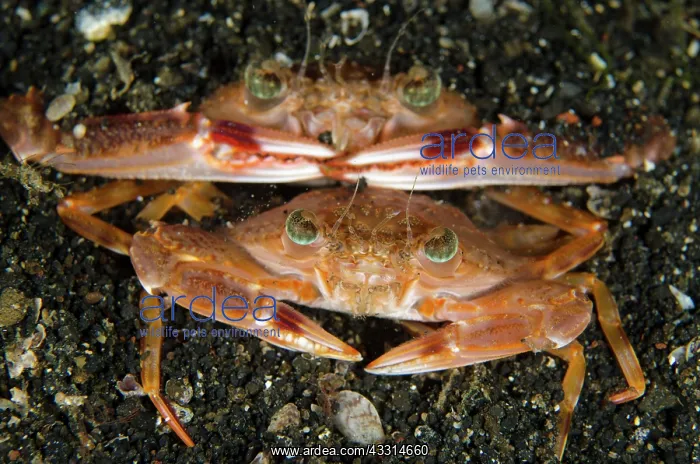 : 80180616 Swimming Crabs - mating on black sand on : 80180616 Swimming Crabs - mating on black sand on