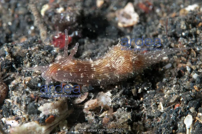 : 80180617 Lined Sea Hare - during night dive Retak : 80180617 Lined Sea Hare - during night dive Retak