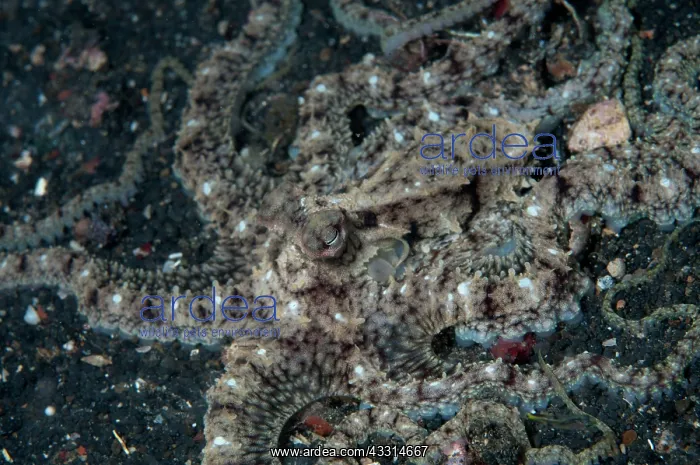 : 80180618 White-V Octopus - with distinctive white : 80180618 White-V Octopus - with distinctive white
