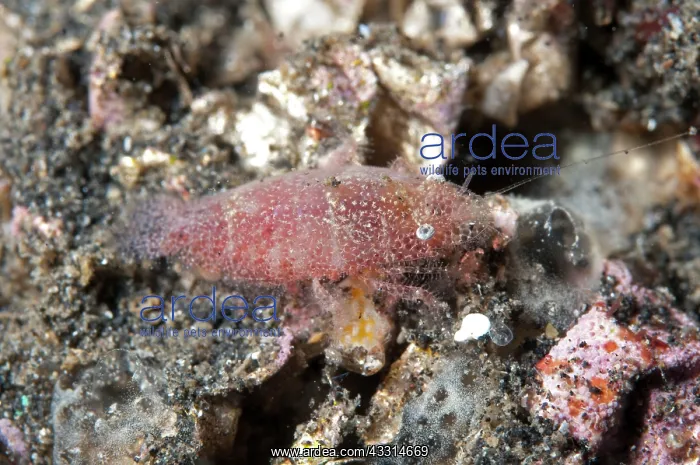 : 80180619 Cryptic Sponge Shrimp - during night dive : 80180619 Cryptic Sponge Shrimp - during night dive