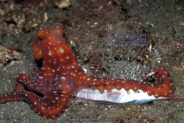: 80180621 Starry Night Octopus - with Rigid Shrimpfish : 80180621 Starry Night Octopus - with Rigid Shrimpfish