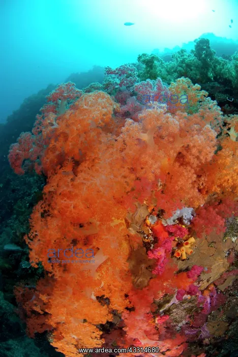 : 80180622 Soft Coral - with sun in background California : 80180622 Soft Coral - with sun in background California